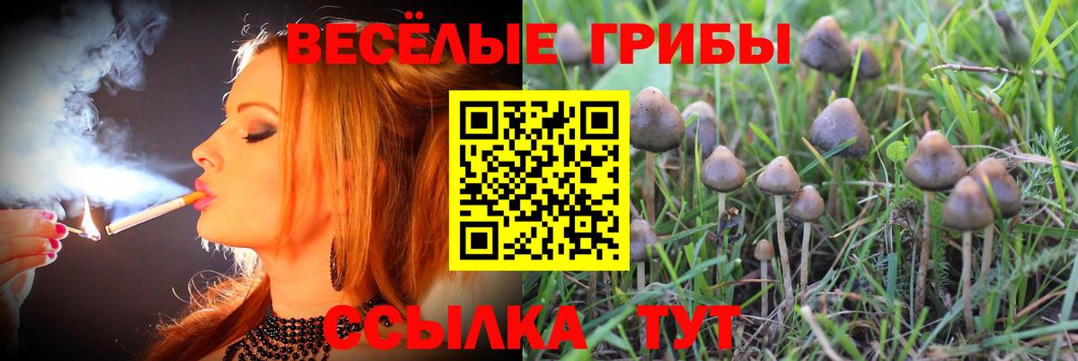 Галлюциногенные грибы Psilocybe Заводоуковск