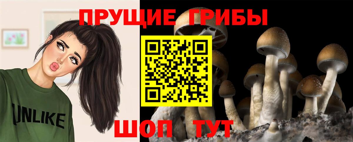 Псилоцибиновые грибы MAGIC MUSHROOMS  Псилоцибиновые грибы прущие грибы  Вход с VPN  Заводоуковск 